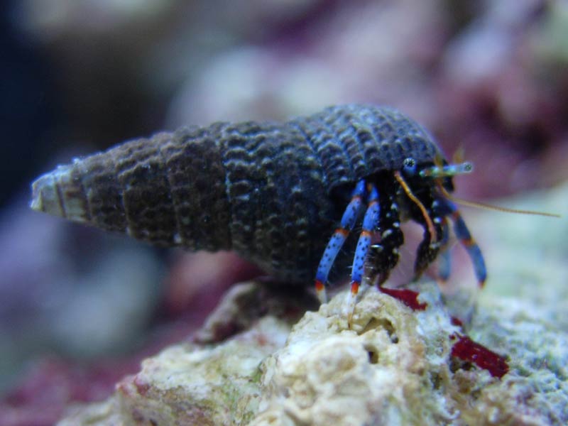 littleblueleg.jpg