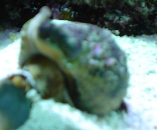 This is him climbing on top of a margaretta snail.