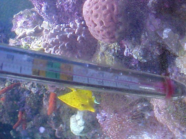 Eggs on the Thermometer, they must have gotten hot and heavy on it.