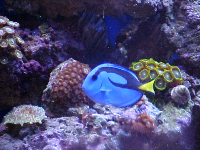 Blue tang in my main tank (2-3&amp;quot;) long got from mike at amazon's river