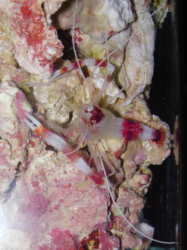 coralbanded.jpg