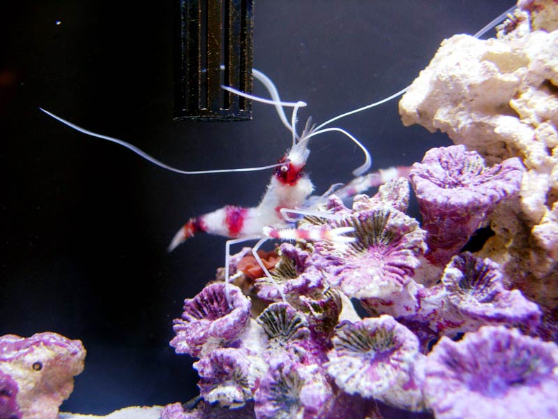 coralbanded2.jpg