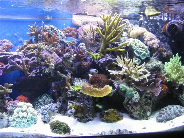 Reef 8-9-04 035 (Small).jpg