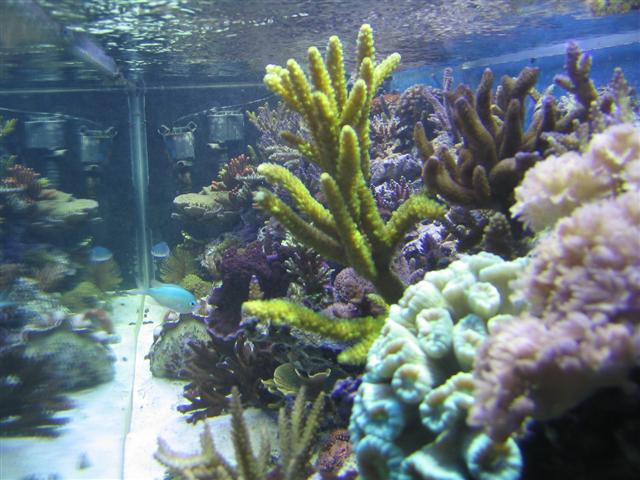 Reef 8-9-04 038 (Small).jpg