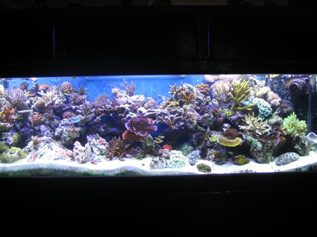 Reef 8-9-04 044 (Small).jpg