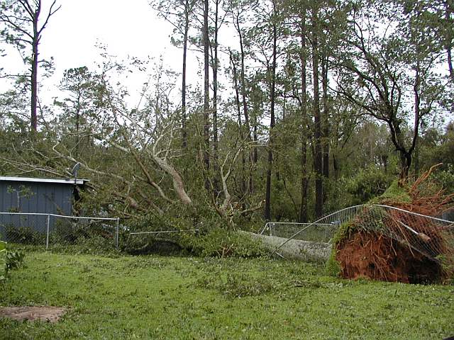 Our tree out back on the nieghbors house