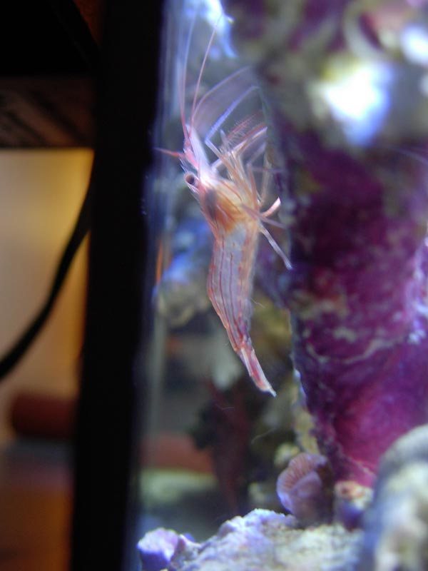 Here are my new peppermint shrimp Frick and Frack They have been hanging out together the whole day (you can see one of them in the background)