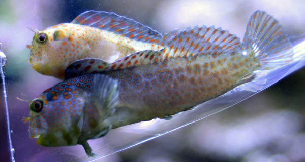 tesselated blenny.jpg
