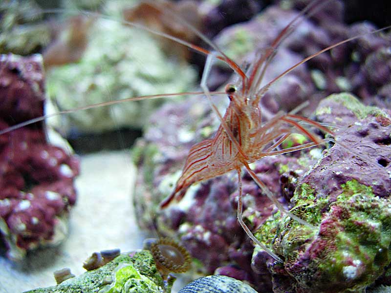 peppermintshrimp.jpg