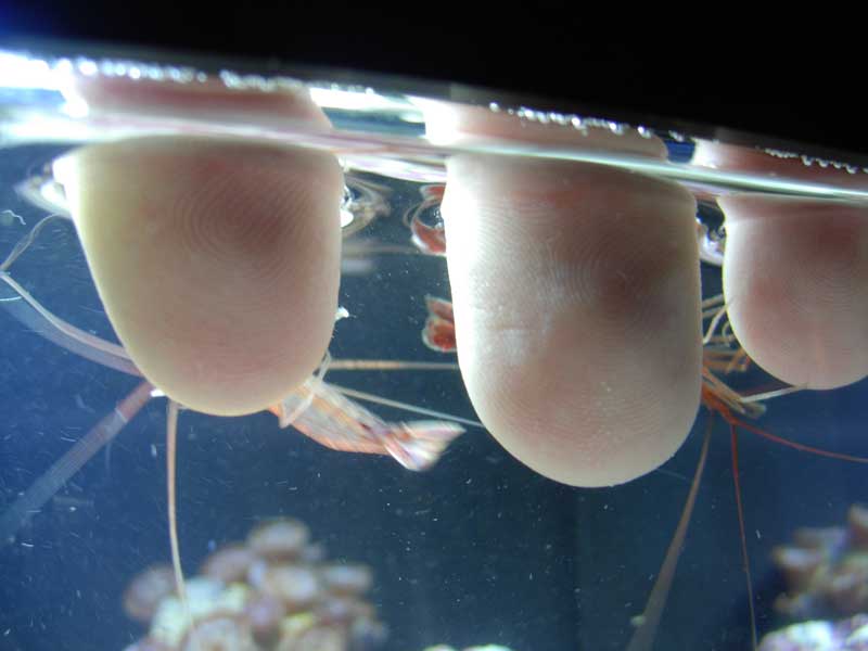 Frik and Frak cleaning my fingers