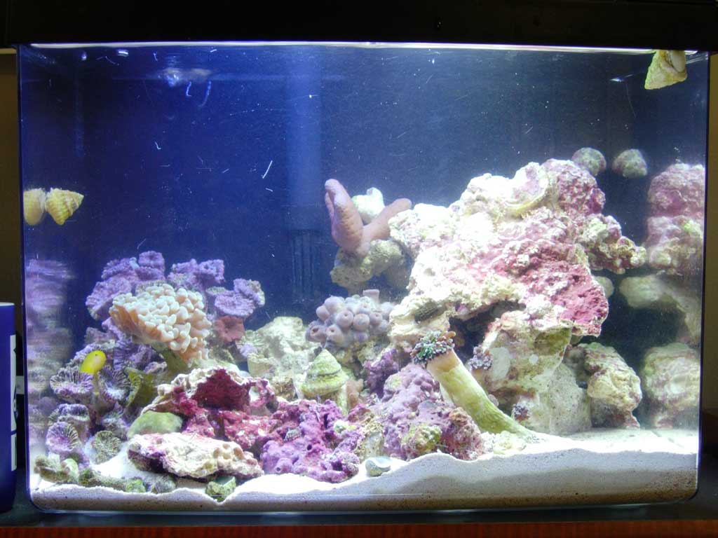I also added a piece of frogspawn today and frag with 5 ricordia polyps(two pink/blue -- 3 green/purple)