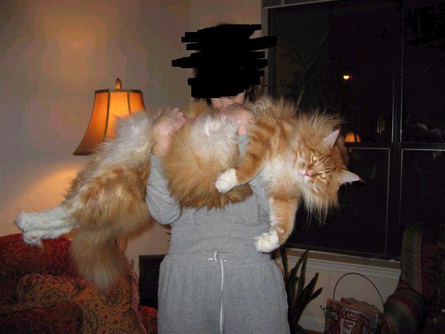 big cat.jpg