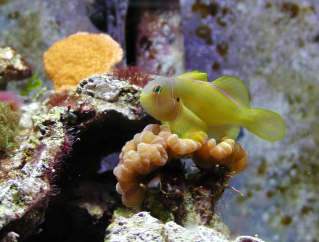 Clown Goby.jpg