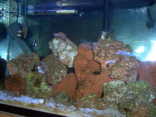 my tank after 3 months