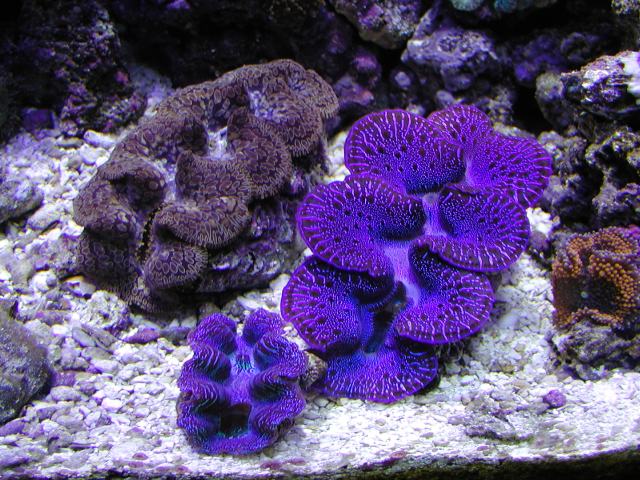clams.jpg