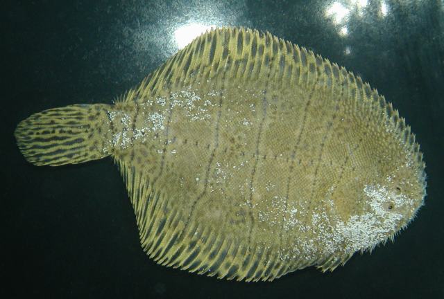 flounder.jpg
