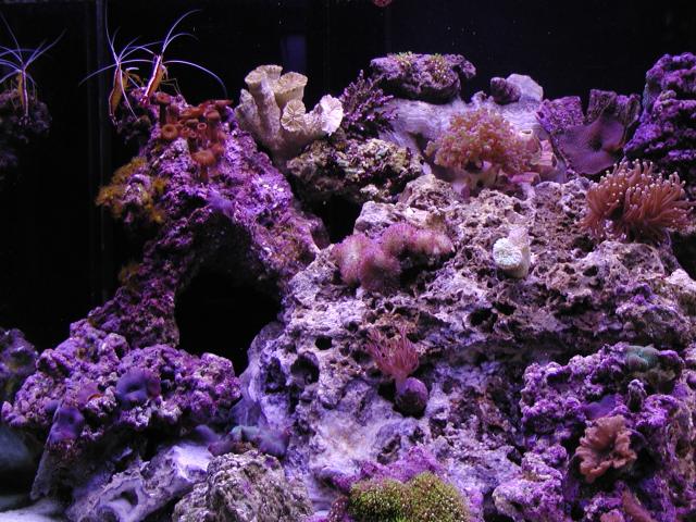 100l.jpg