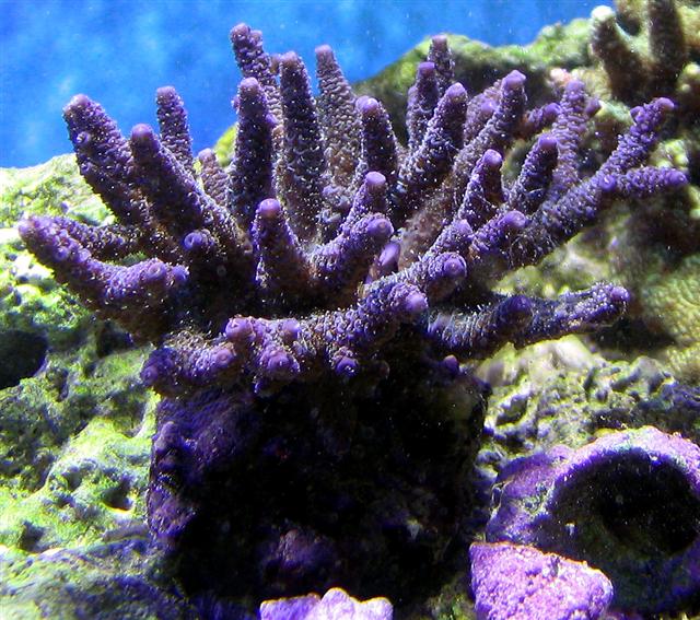 purple milli crop fin (Small).jpg