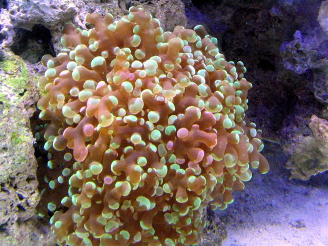 frogspawn fin (Small).jpg