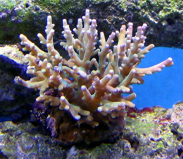 Deep Water Acro crop final (Small).jpg