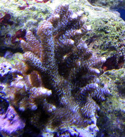 blue milli fin (Small).jpg
