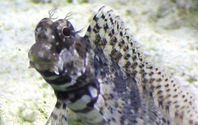 lawnmower blenny fin (Small).jpg
