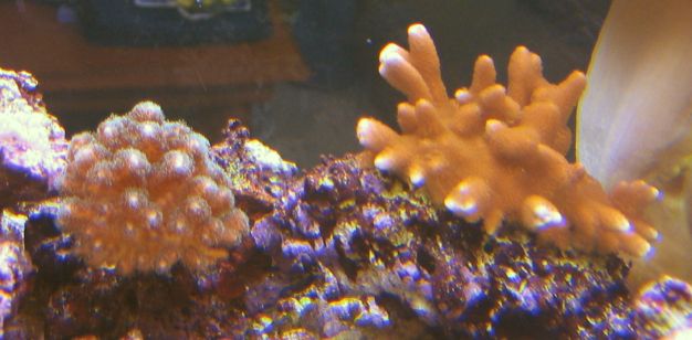 pocillapora from Terry I think, orange digitata from KrazyPlace