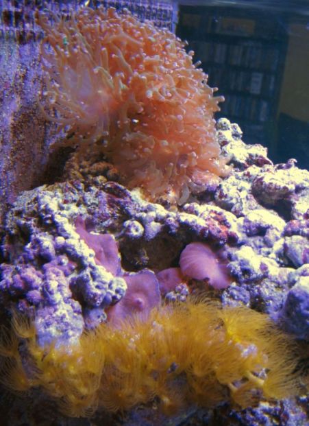 frogspawn from ??, shrooms and colonial polyps are hitchikers from Liz's rock