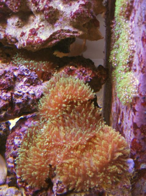 GSP's grown off from Rad's specimen, hairy mushrooms from Terry and KrazyPlace