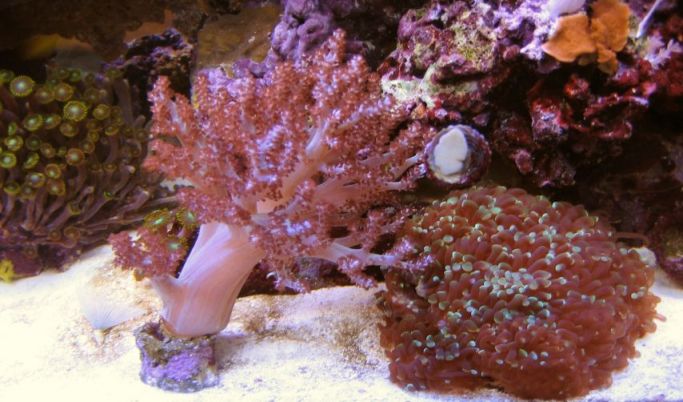 funky green polyps from Scott, kenya tree from Kart Racer, frogspawn from Scott.