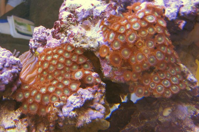 zoos are hitchhikers from Liz's rock