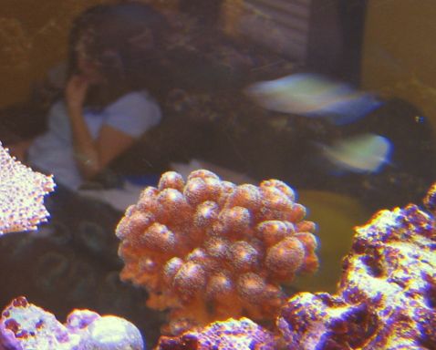 the rare deanna-fish in background!