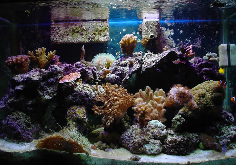 65G reef taken 5/23/2004