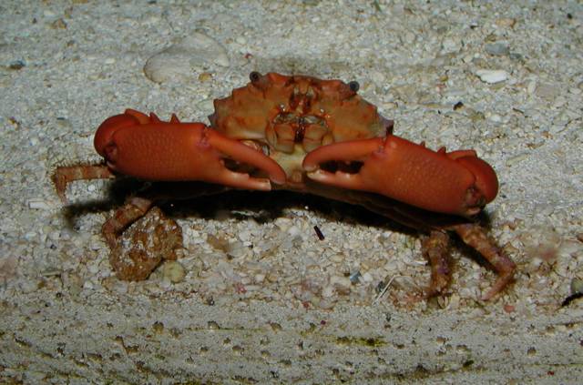 crab.jpg