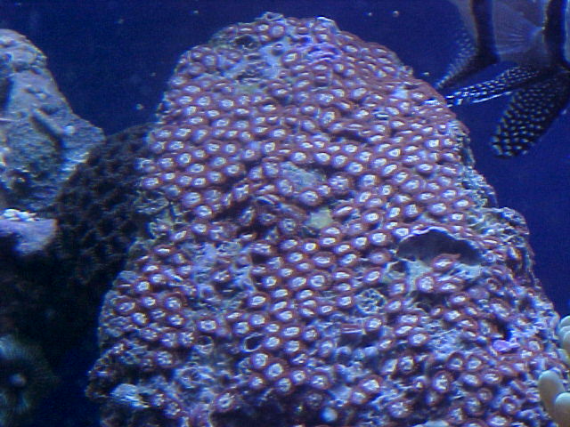 A few of my new zoas