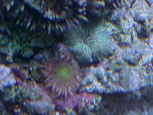 Large Zoa from Karen