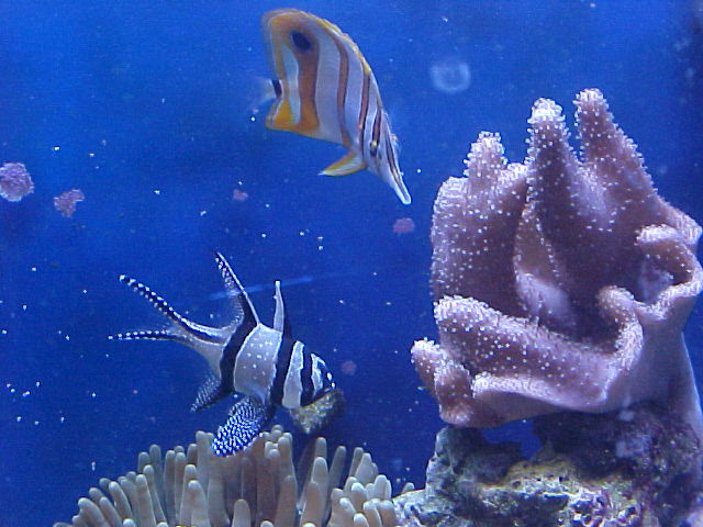 A couple of my fish and a leather from Kart racer