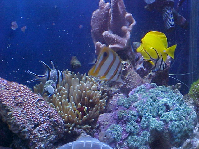 My gang of fish