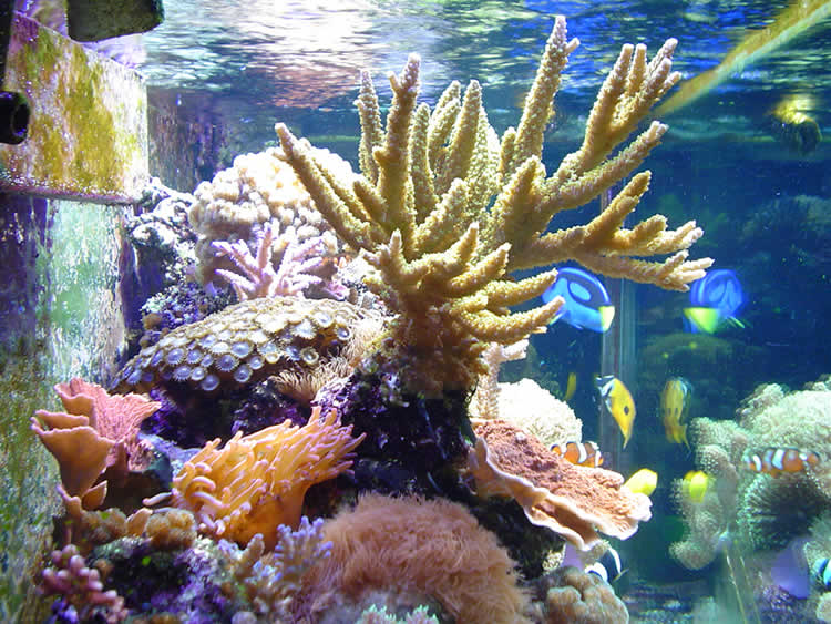 side view of tank