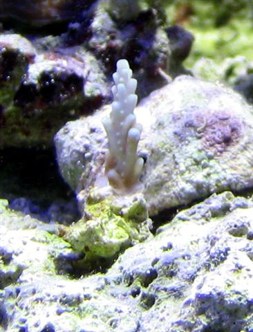 frag 2 crop (Small).jpg