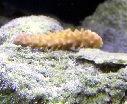 frag 3 crop (Small).jpg