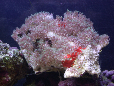 starpolyp.jpg