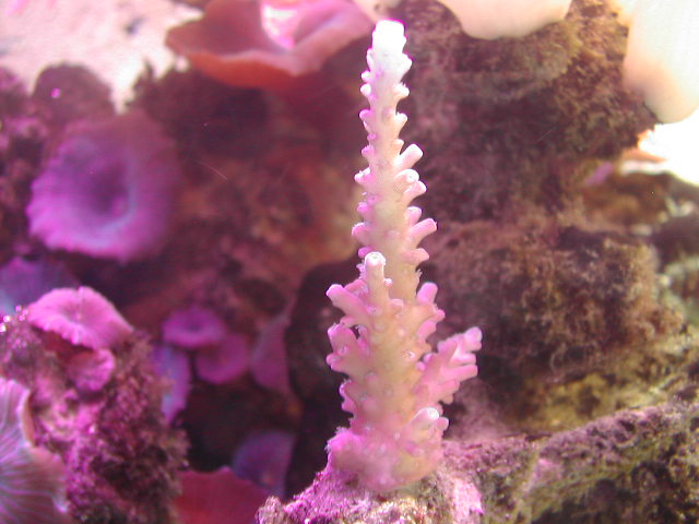 aquarium 12-04 003.jpg