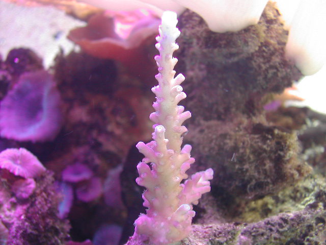 aquarium 12-04 002.jpg