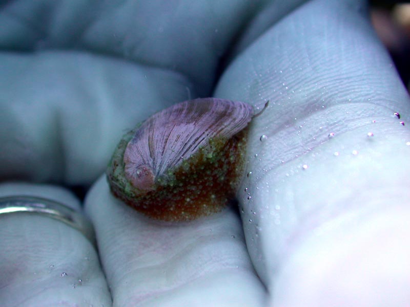 chiton_2.jpg