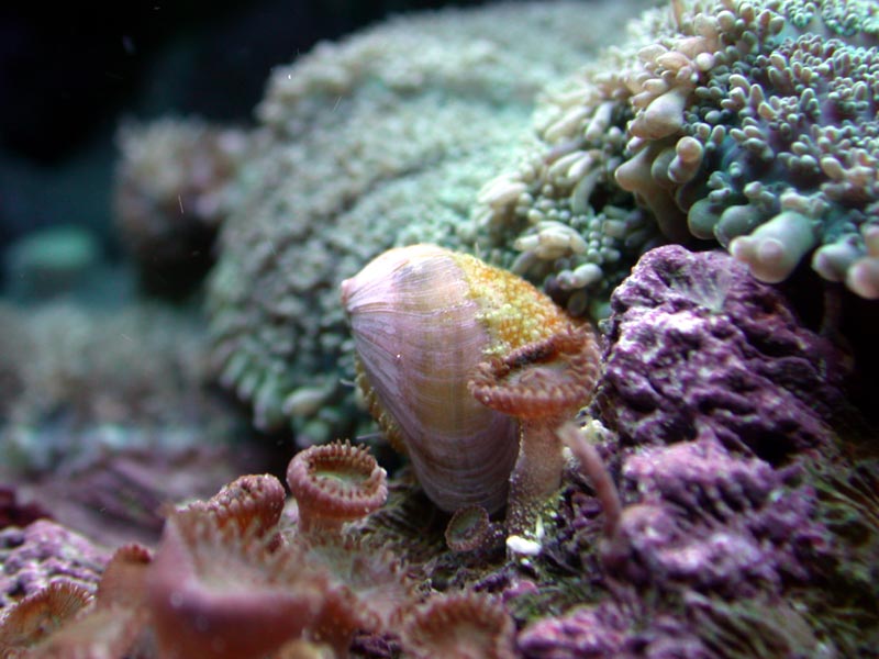 chiton_1.jpg