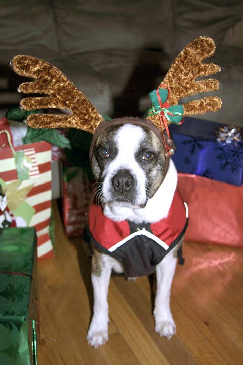 chewiexmasresize.jpg