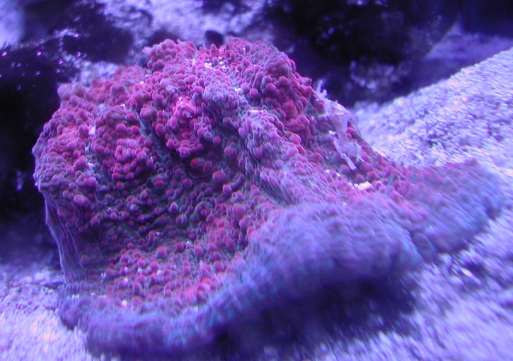 Pink/blue Echinophyllia