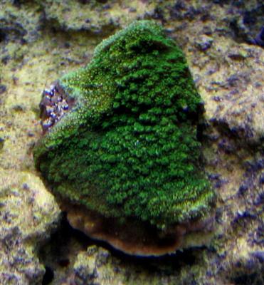 s green encrusting monti (Custom) (Custom).jpg
