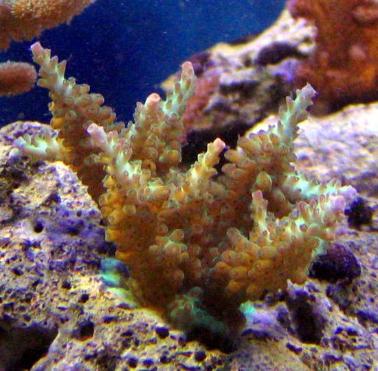 tank jan 27 2005 009 (Custom).jpg